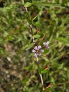 Image of Florida Loosestrife