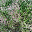 Image of Chinese Love Grass
