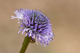 Image of Globe Daisies