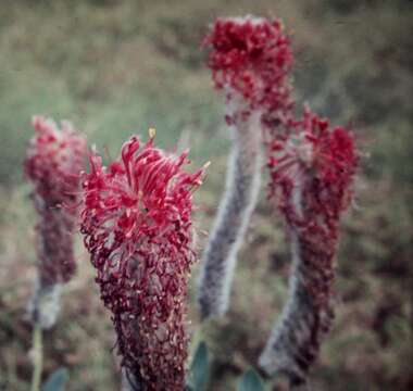 Image of Pimelea decora Domin