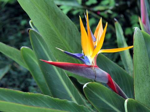 Image de Strelitzia reginae Banks