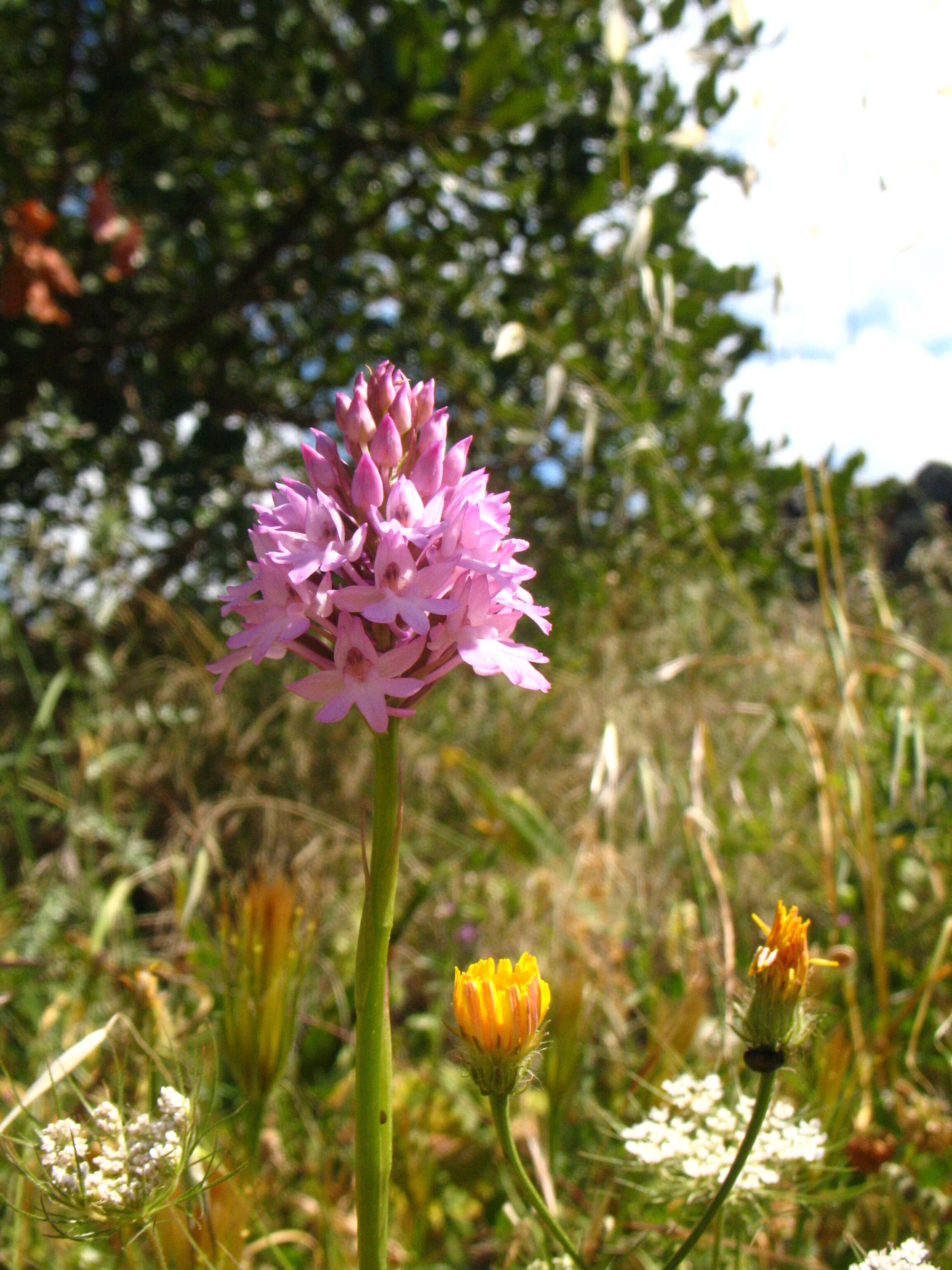 صورة Anacamptis pyramidalis (L.) Rich.