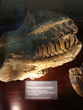 Image of Tarbosaurus Maleev 1955