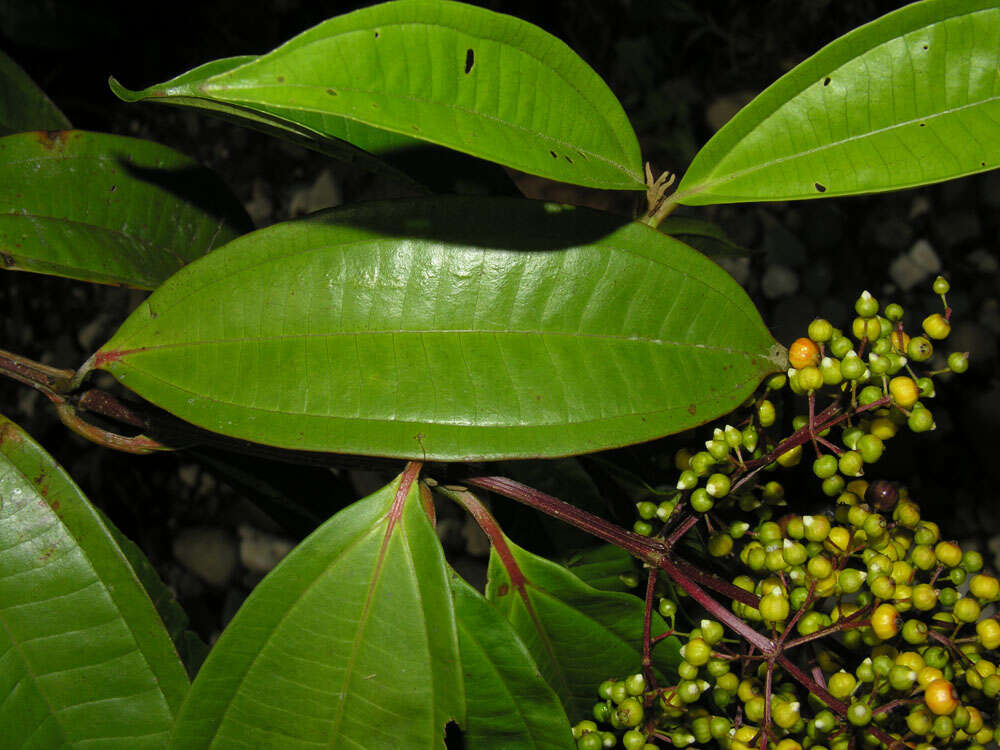 Plancia ëd Miconia longifolia (Aubl.) DC.