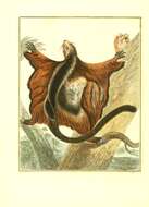 Image of Giant Flying Squirrels