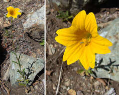 Image of salpiglossis