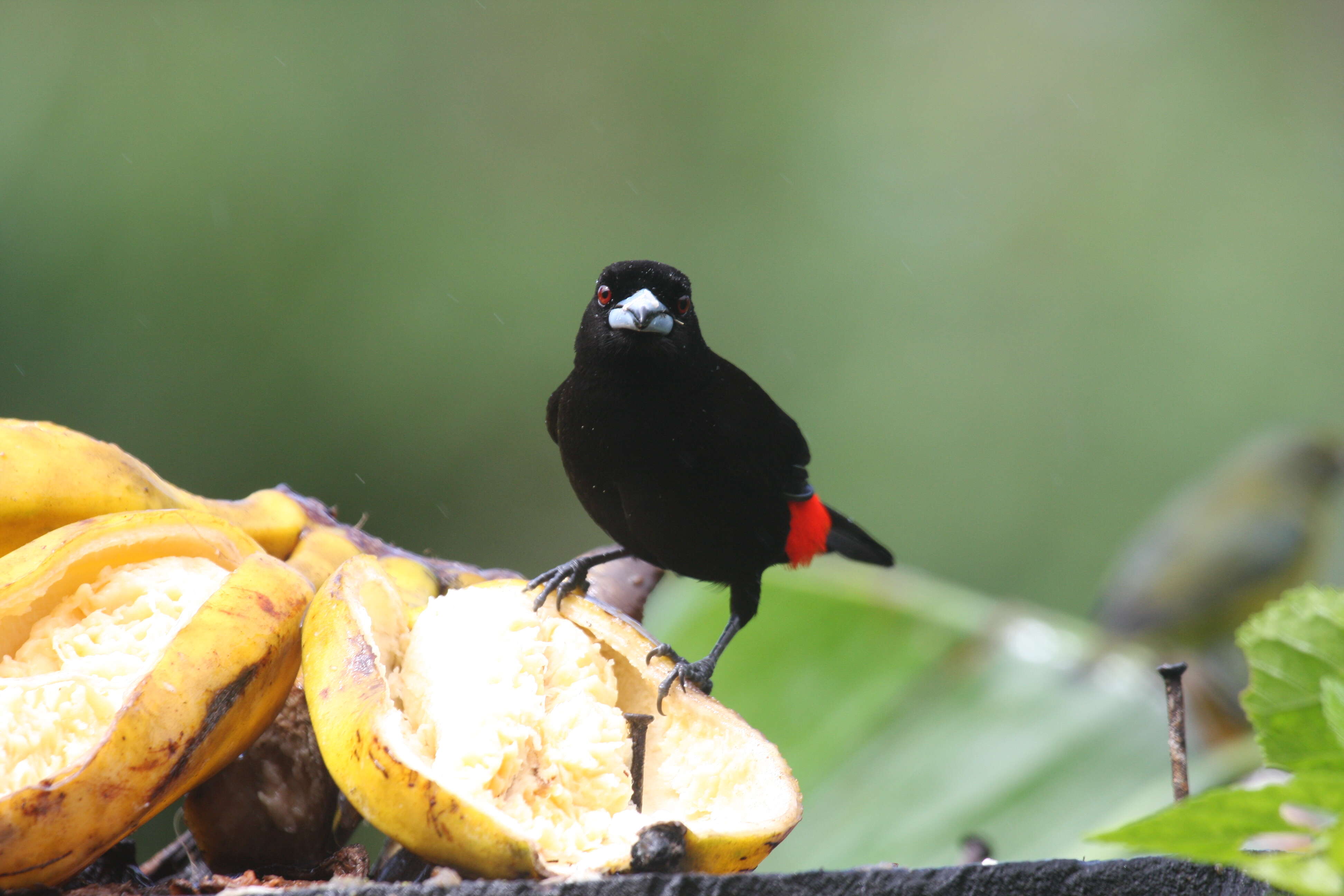 Image of Passerini's Tanager