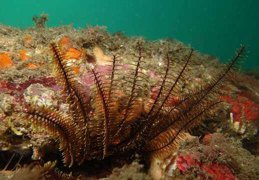 Image of Orange feather star