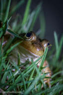 Image of Lithobates Fitzinger 1843