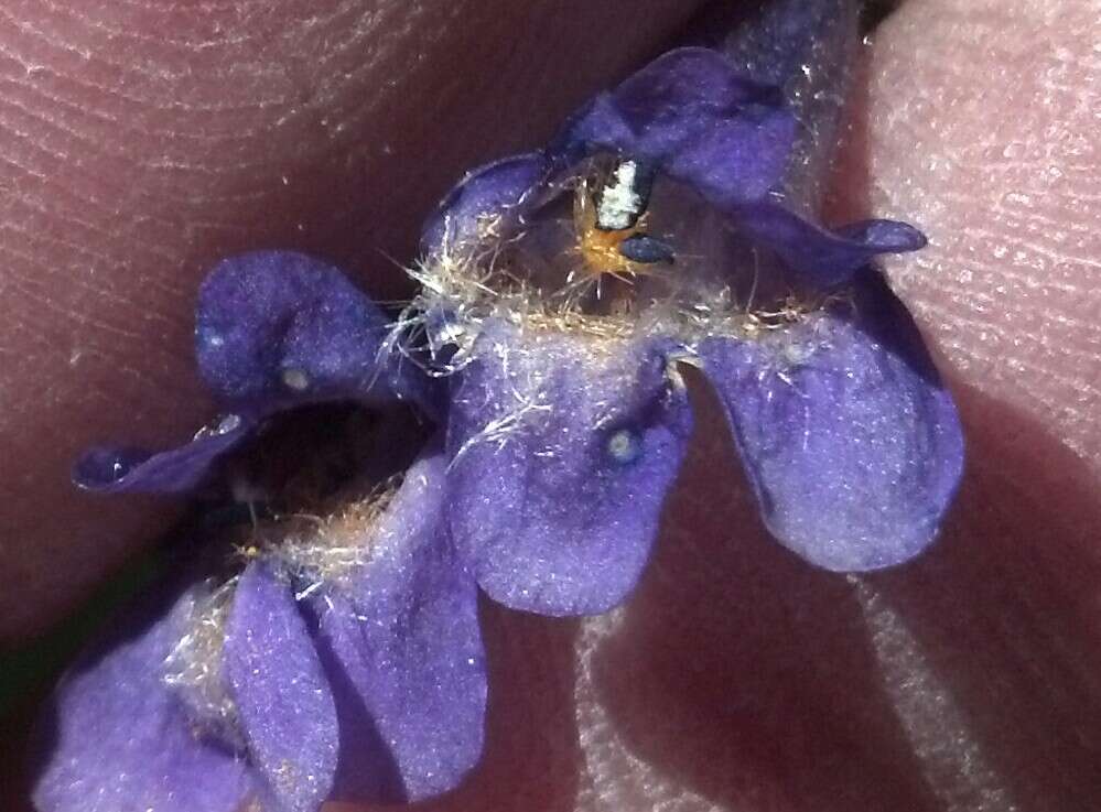 Image of Harbour's beardtongue