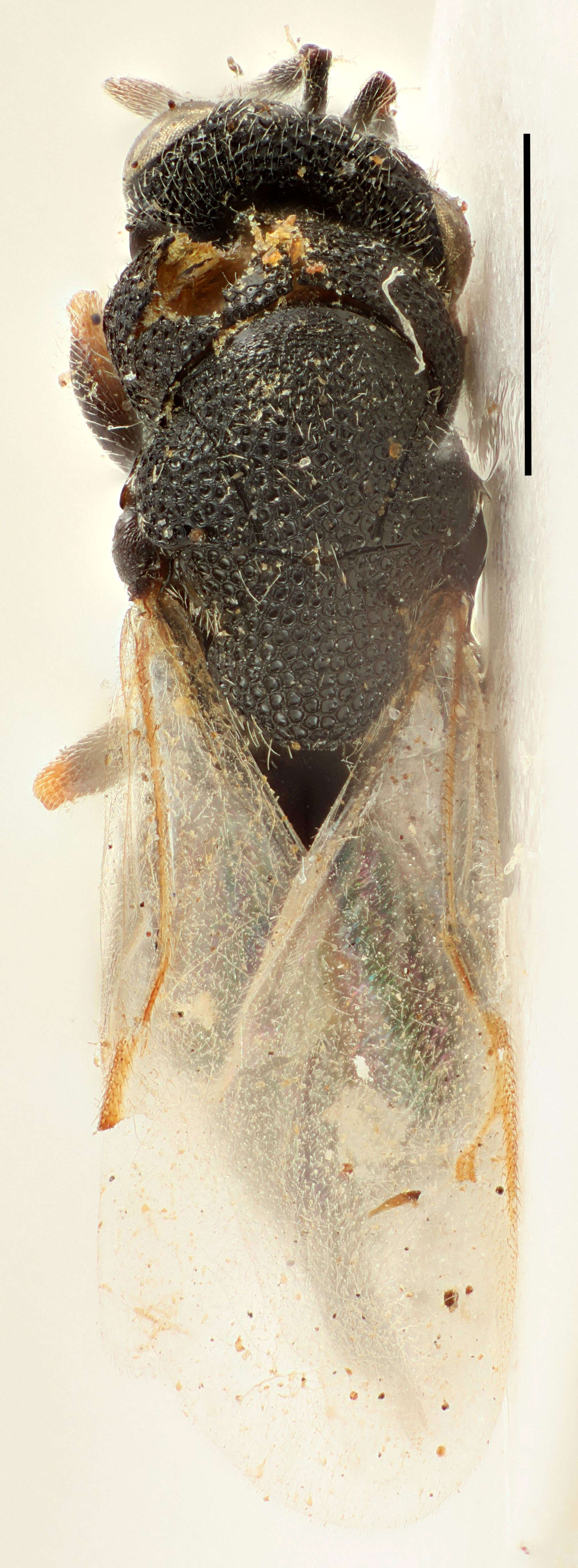 Image of seed chalcids