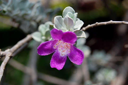 Image de Leucophyllum frutescens (Berl.) I. M. Johnston