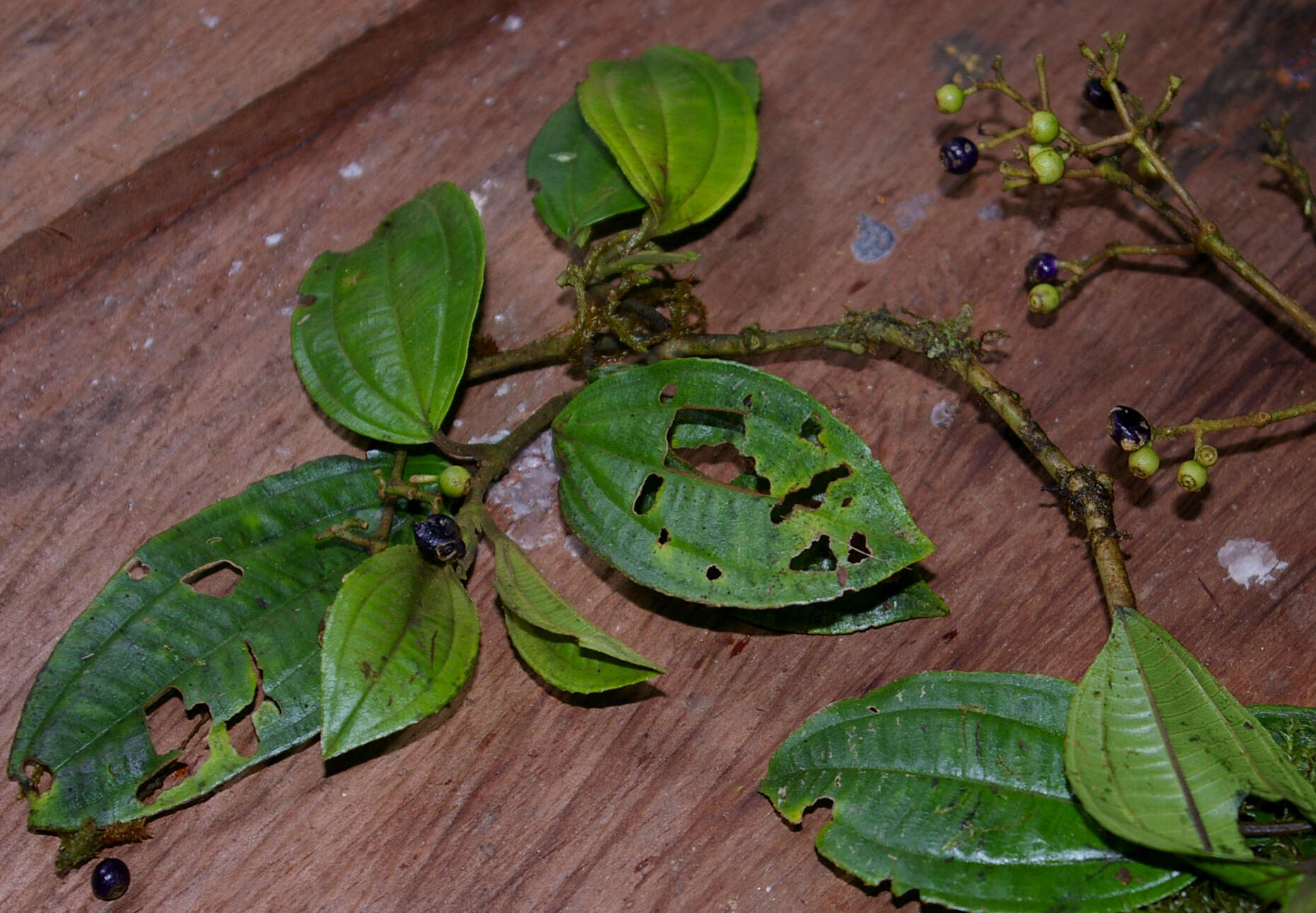 Image of Miconia