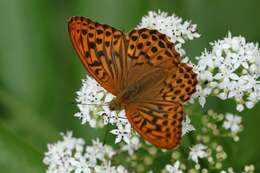 Imagem de Argynnis paphia Linnaeus 1758