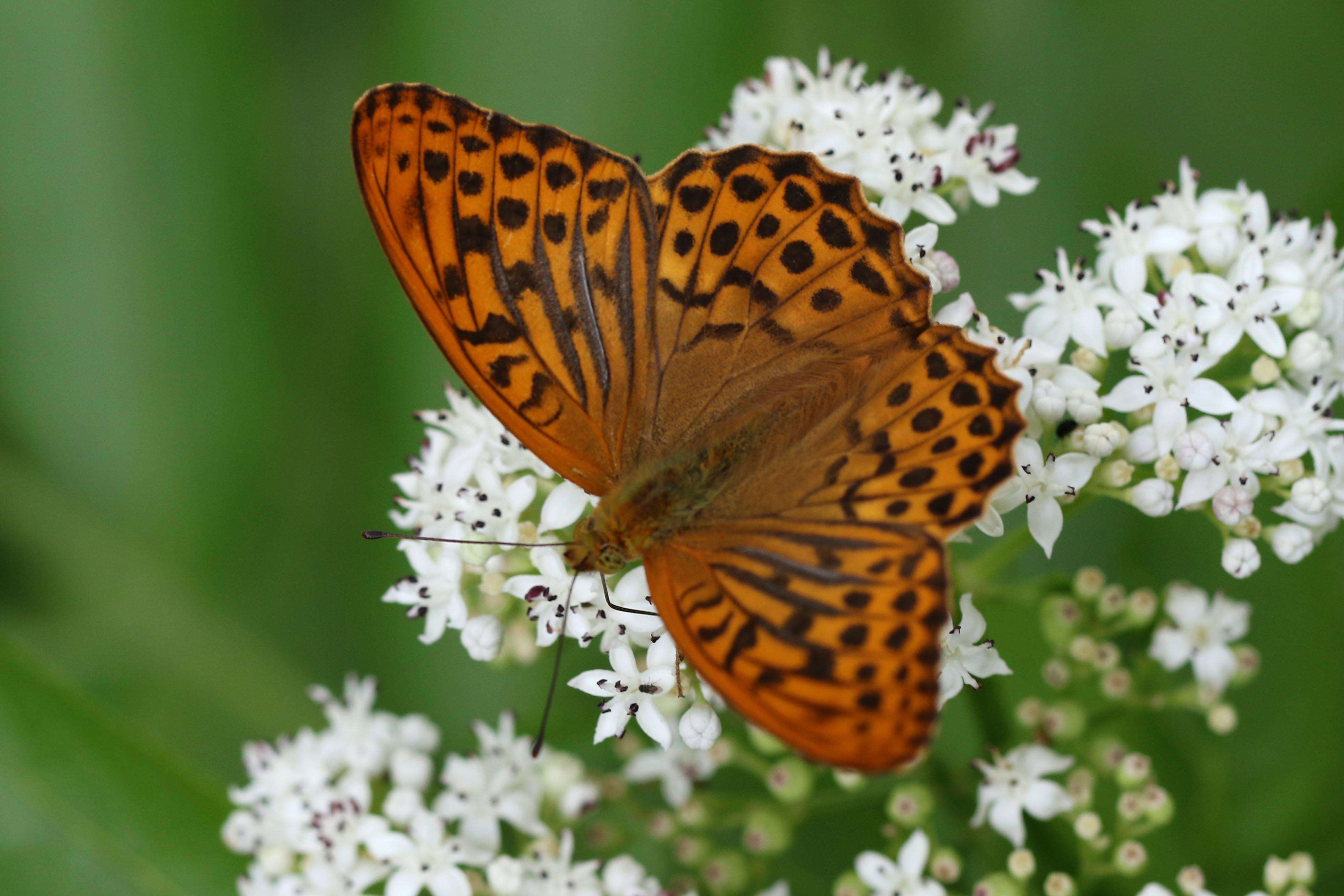 Imagem de Argynnis paphia Linnaeus 1758