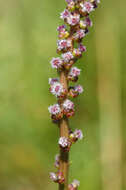 Image of arrow-grass family