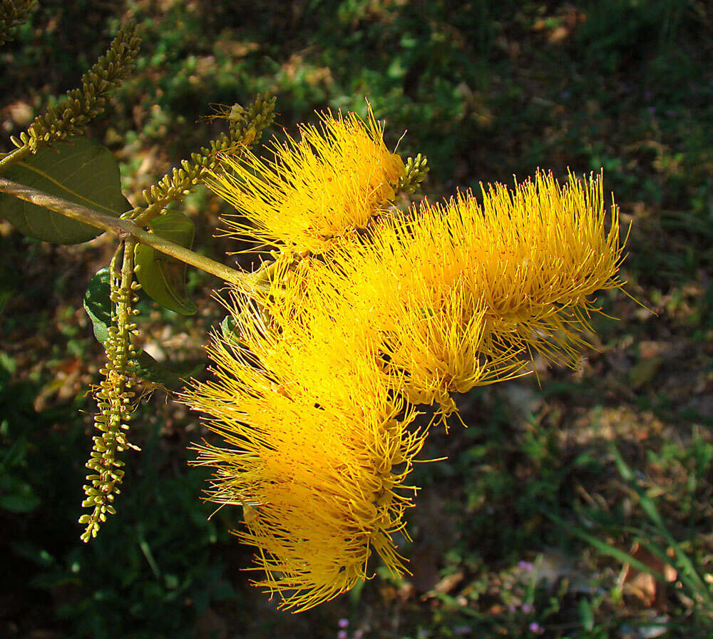 Imagem de Combretum punctatum Bl.