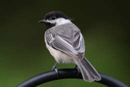 Image of Cuckooshrike