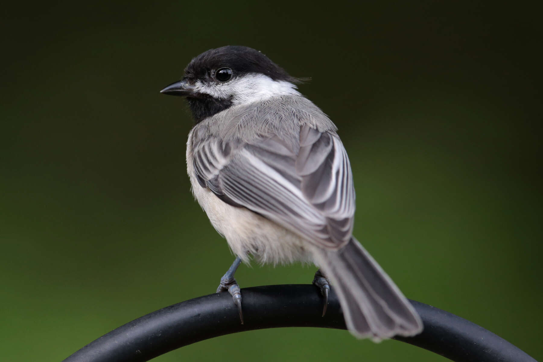 Image of Cuckooshrike