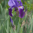 Image of Iris × germanica