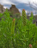 Image of greasewood