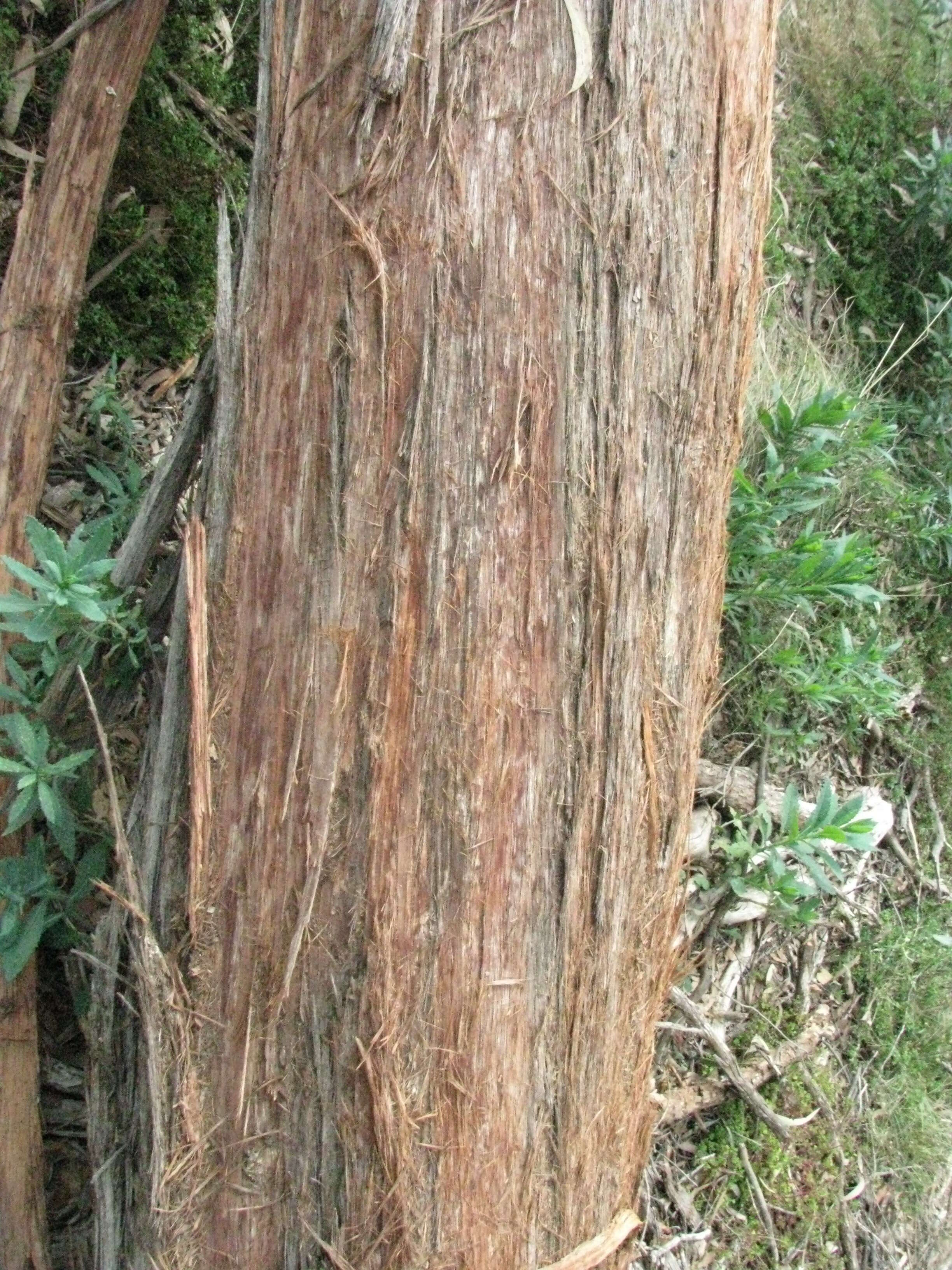 Image of red stringybark