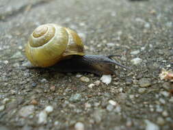 Image of Banded snails