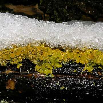 Image of orange wall lichen