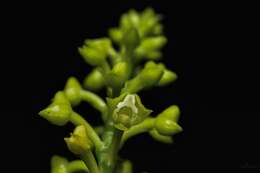 Image of Yellowspike orchids