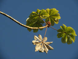 Image of Yagrumo Hembra, Trumpet-Tree