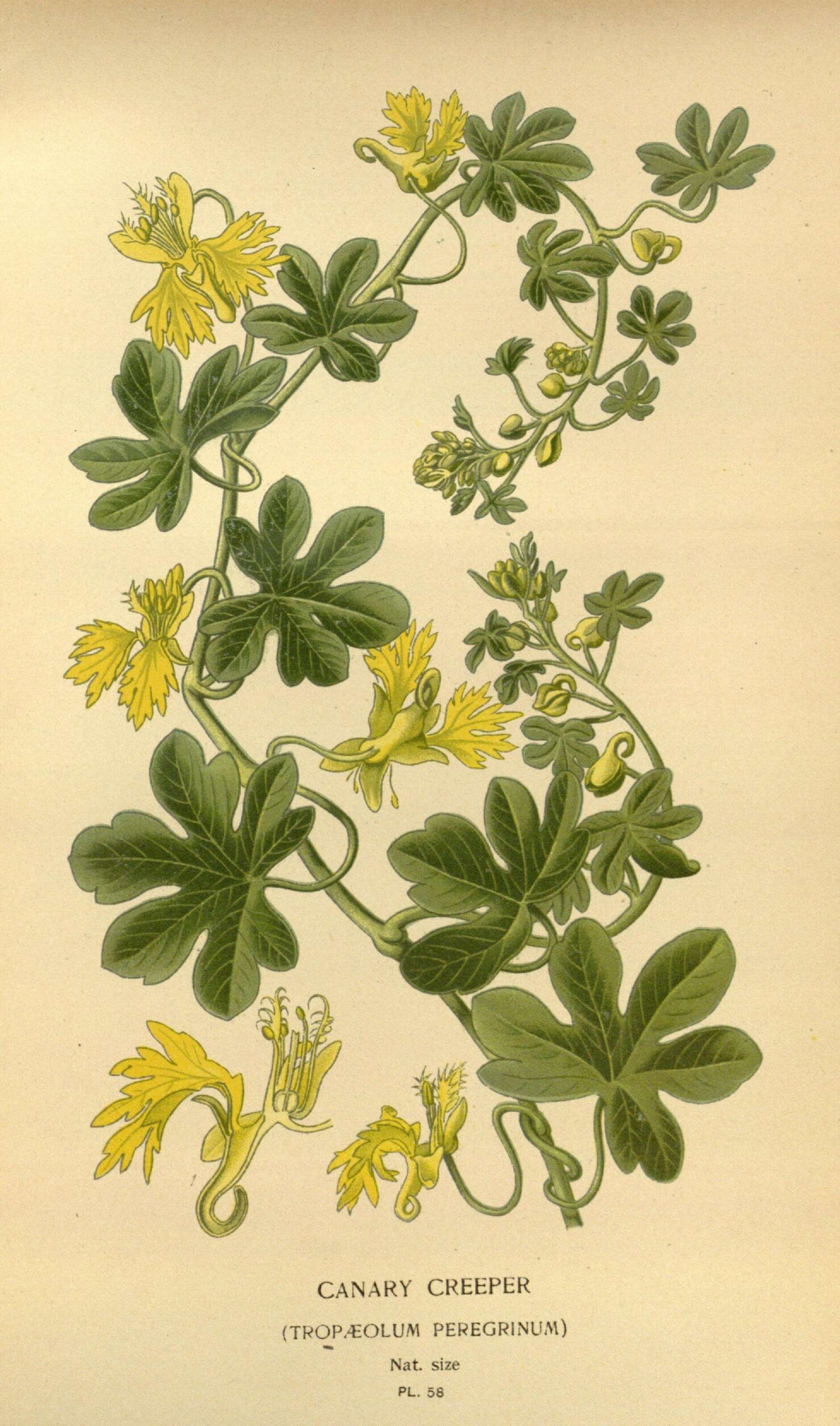 Image of Tropaeolum peregrinum L.