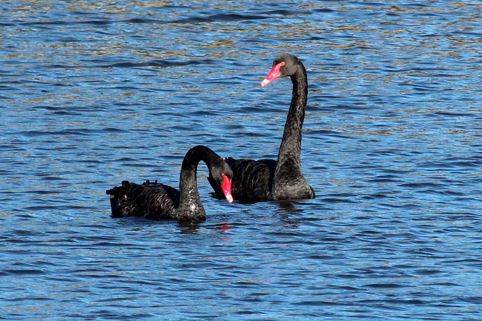 Image of Black Swan