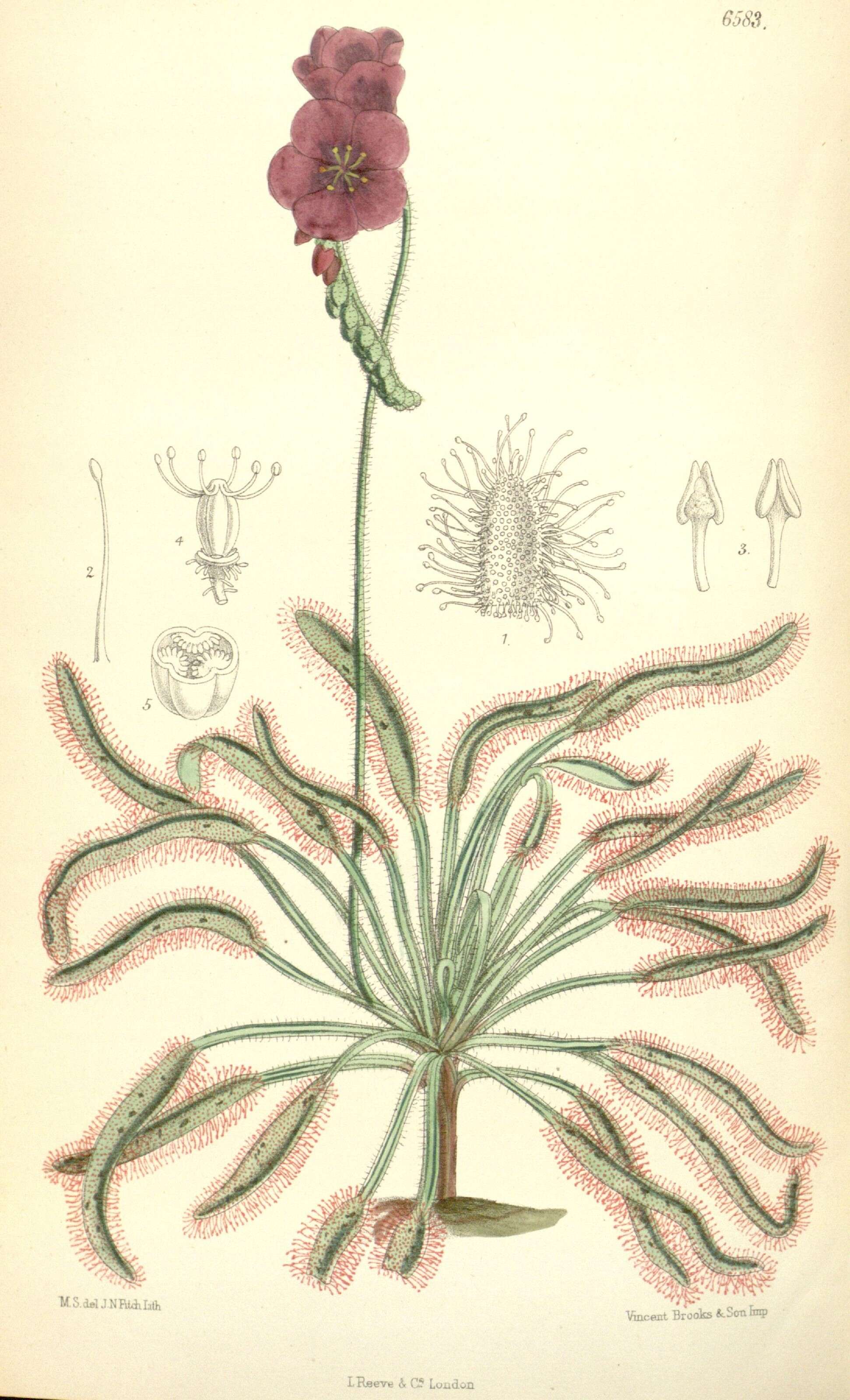 Image of Sundews