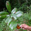 Image of Pouteria venosa (Mart.) Baehni