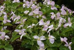 Image of White trillium