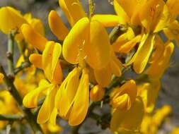 Image of Genista scorpius (L.) DC.