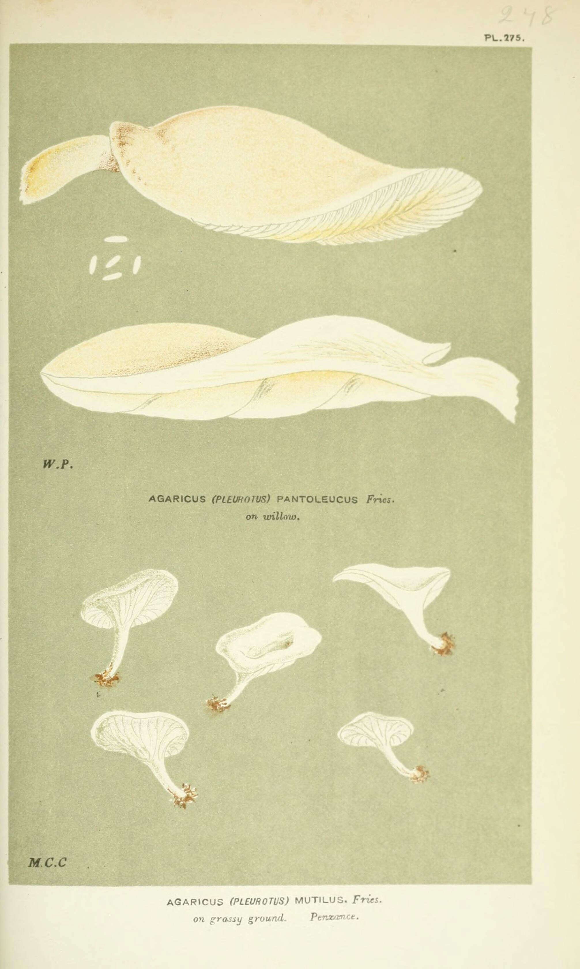 Image of Agaricus pantoleucus