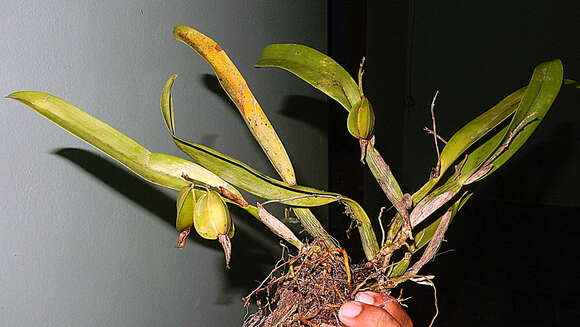 Image of appendage orchid