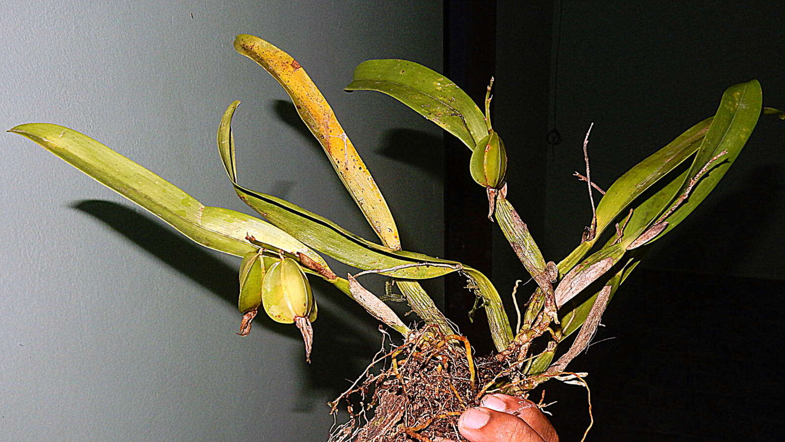 Image of appendage orchid