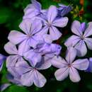 Image of Plumbago capensis