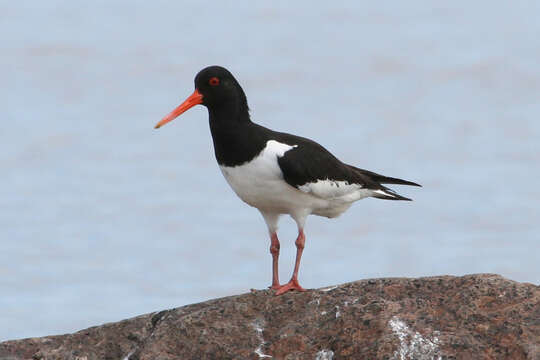 Image of Haematopus Linnaeus 1758