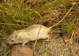 Image of kangaroo rats, pocket mice, and relatives
