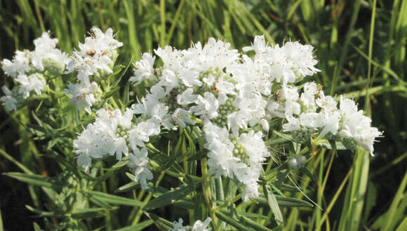 Image of Virginia mountainmint