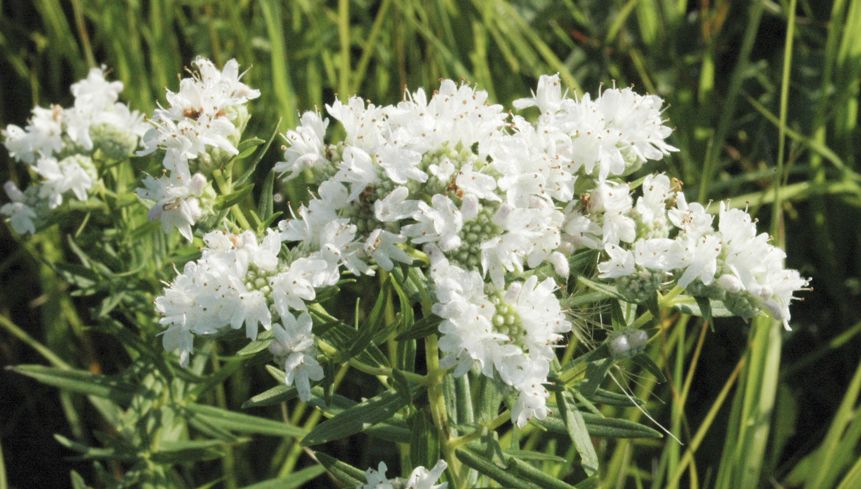 Image of Virginia mountainmint