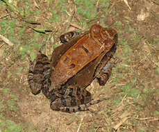 Image of Slender-fingered Bladder Frog