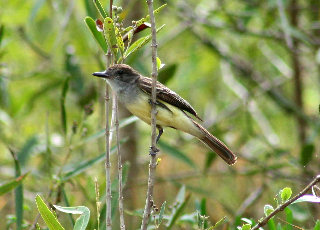 Image of Myiarchus Cabanis 1844