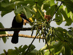 Image of Yagrumo Hembra, Trumpet-Tree