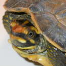 Image of Crowned River Turtle
