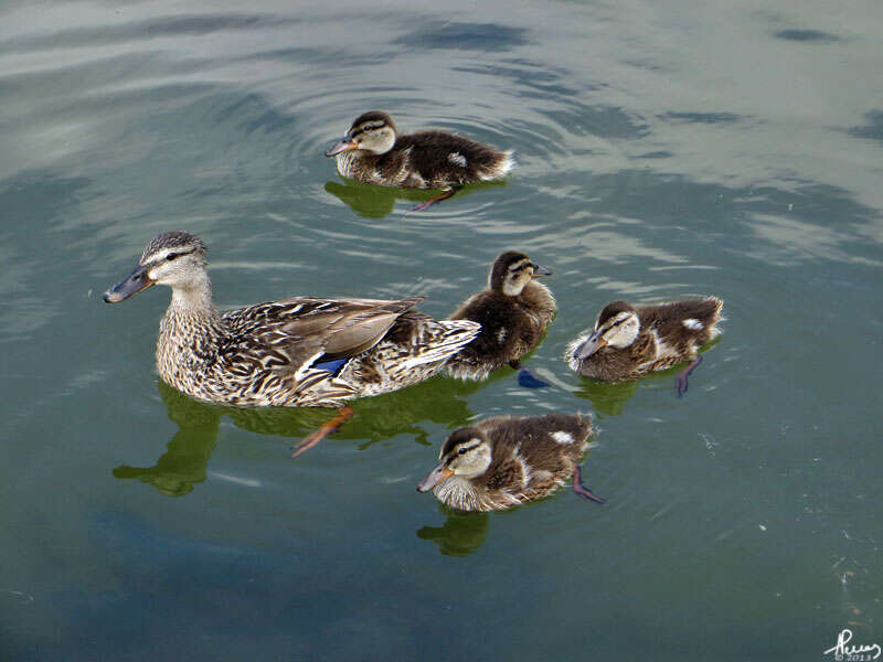 Image of Common Mallard