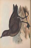 Stercorarius antarcticus lonnbergi (Mathews 1912) resmi